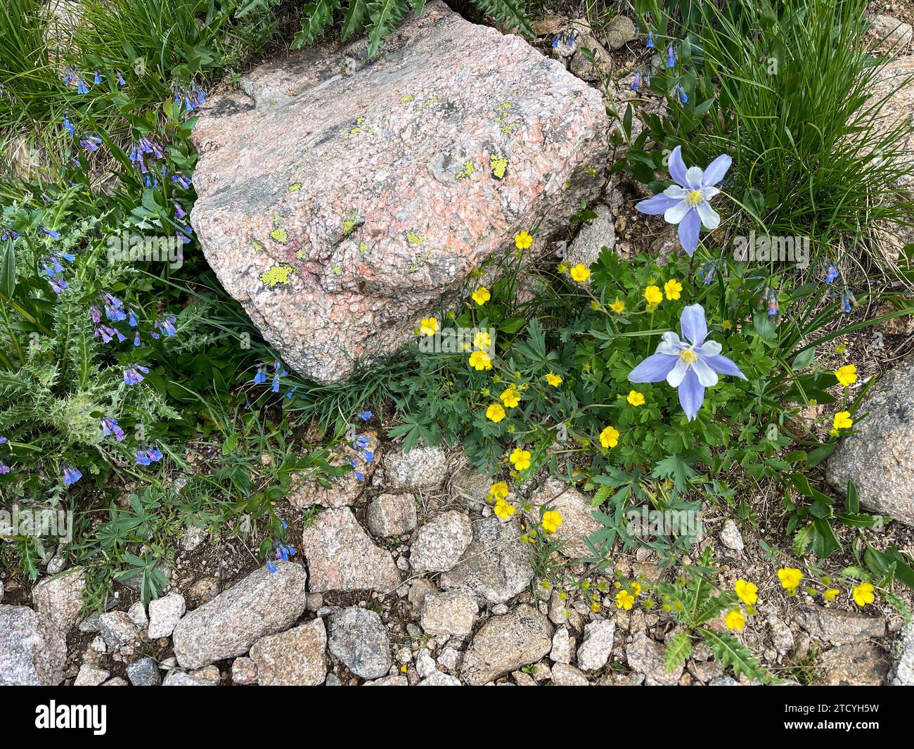 Una delicata gamma di fiori selvatici alpini si annida tra i terreni rocciosi del Rocky Mountain National Park, mostrando la ricca diversità botanica del parco. Foto Stock