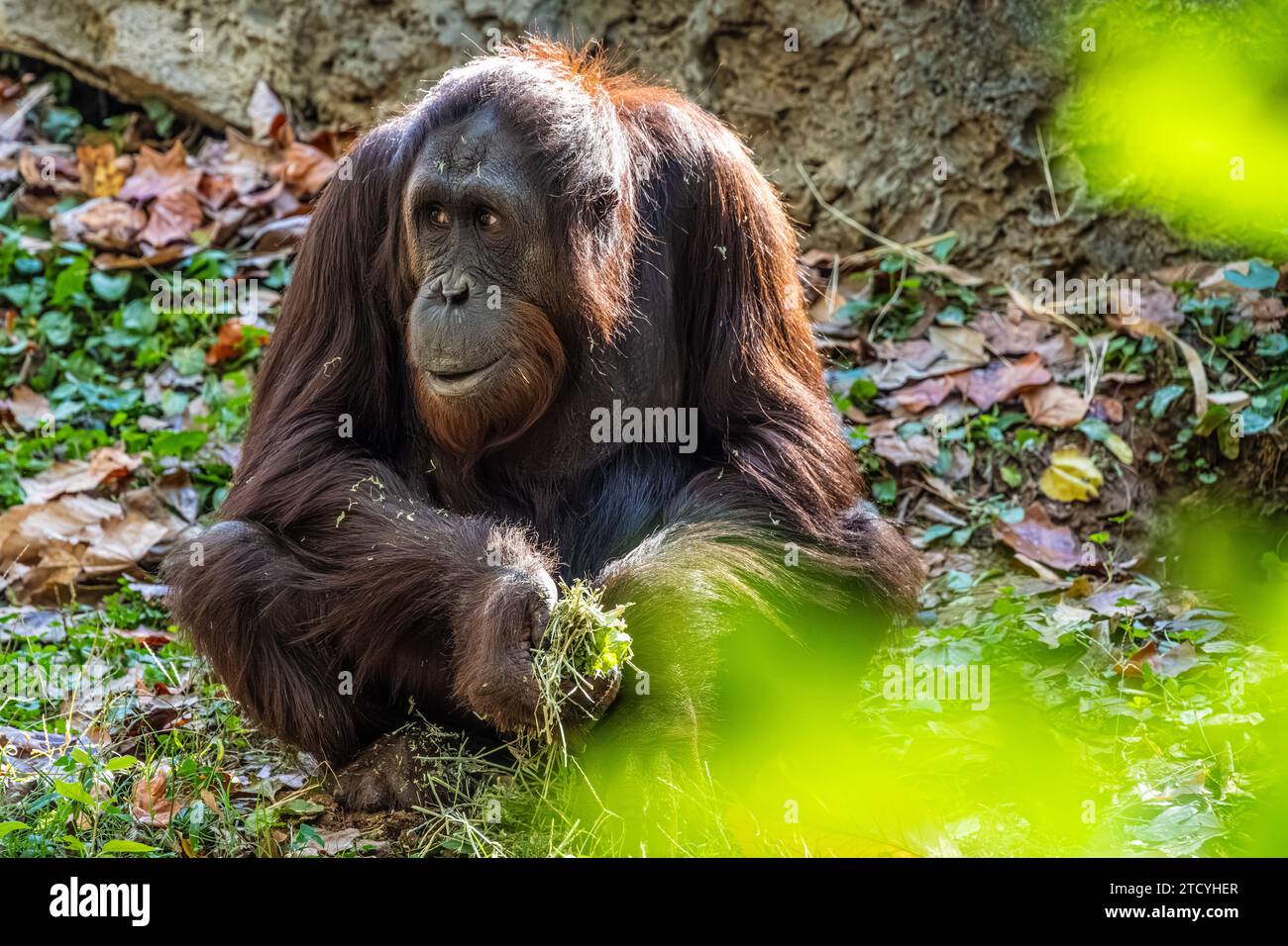 Oranghi allo Zoo Atlanta di Atlanta, Georgia. (USA) Foto Stock
