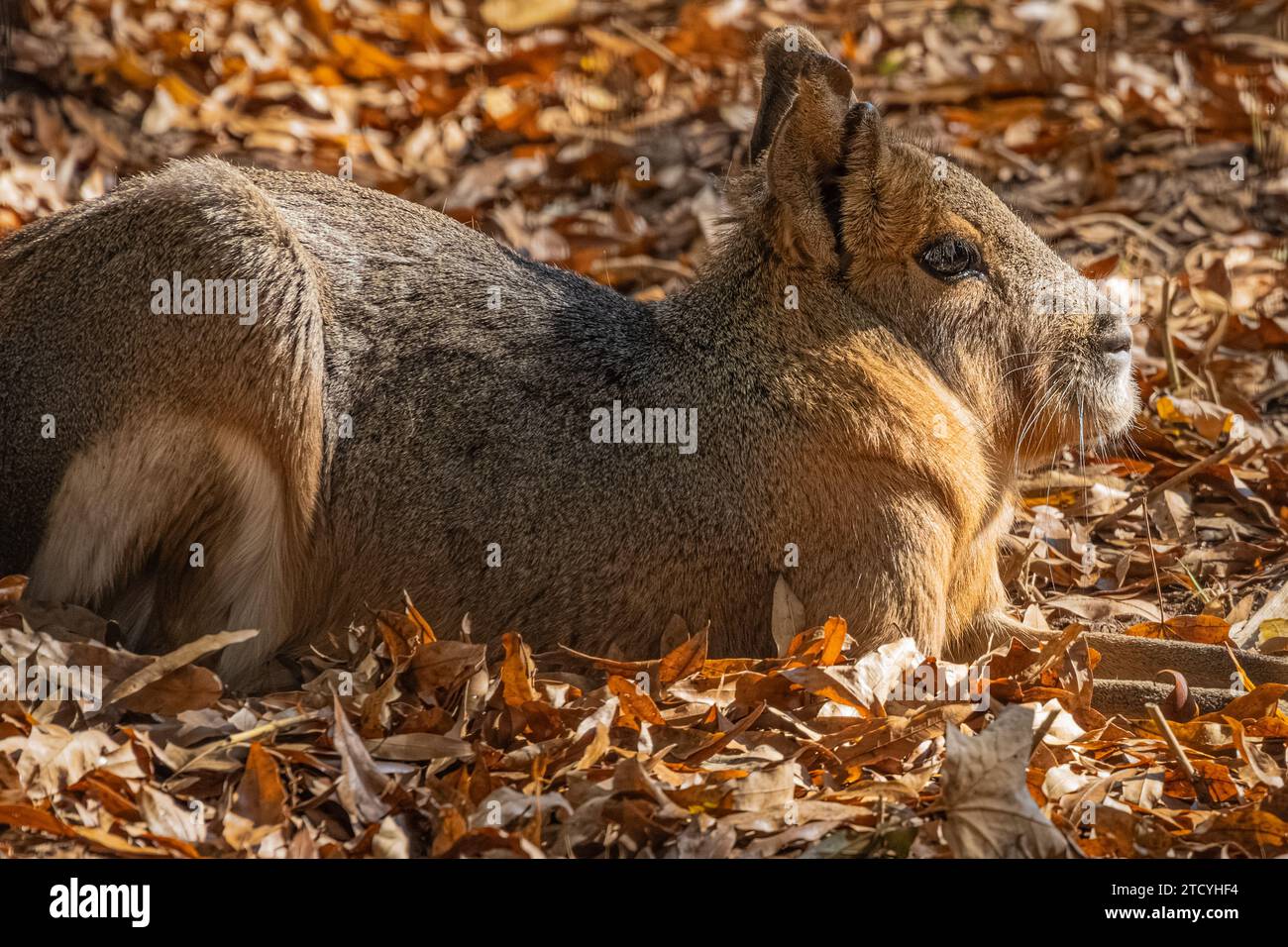 Patagonian mara (Dolichotis patagonum), noto anche come cvy della Patagonia o lepre della Patagonia, allo Zoo Atlanta di Atlanta, Georgia. (USA) Foto Stock