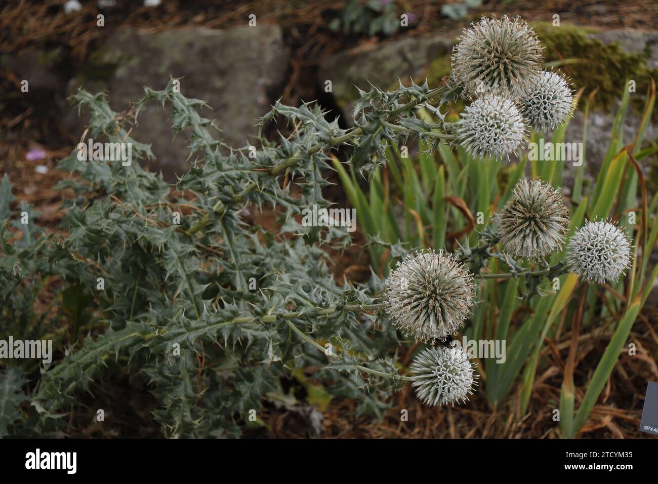 Echinops bannaticus "Blue Globe" von Bruns Pflanzen Foto Stock