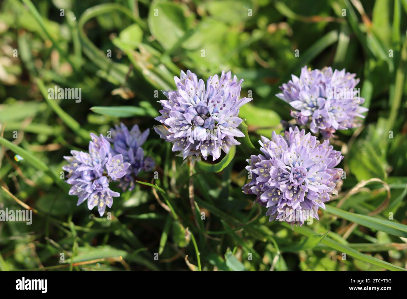 Primo piano di un brillante squill di primavera blu su un promontorio costiero in Cornovaglia Foto Stock