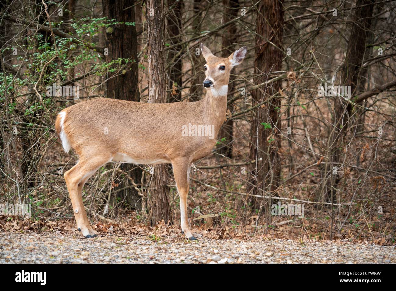 Un cervo nell'area ricreativa nazionale di Chickasaw a Sulphur, Oklahoma Foto Stock