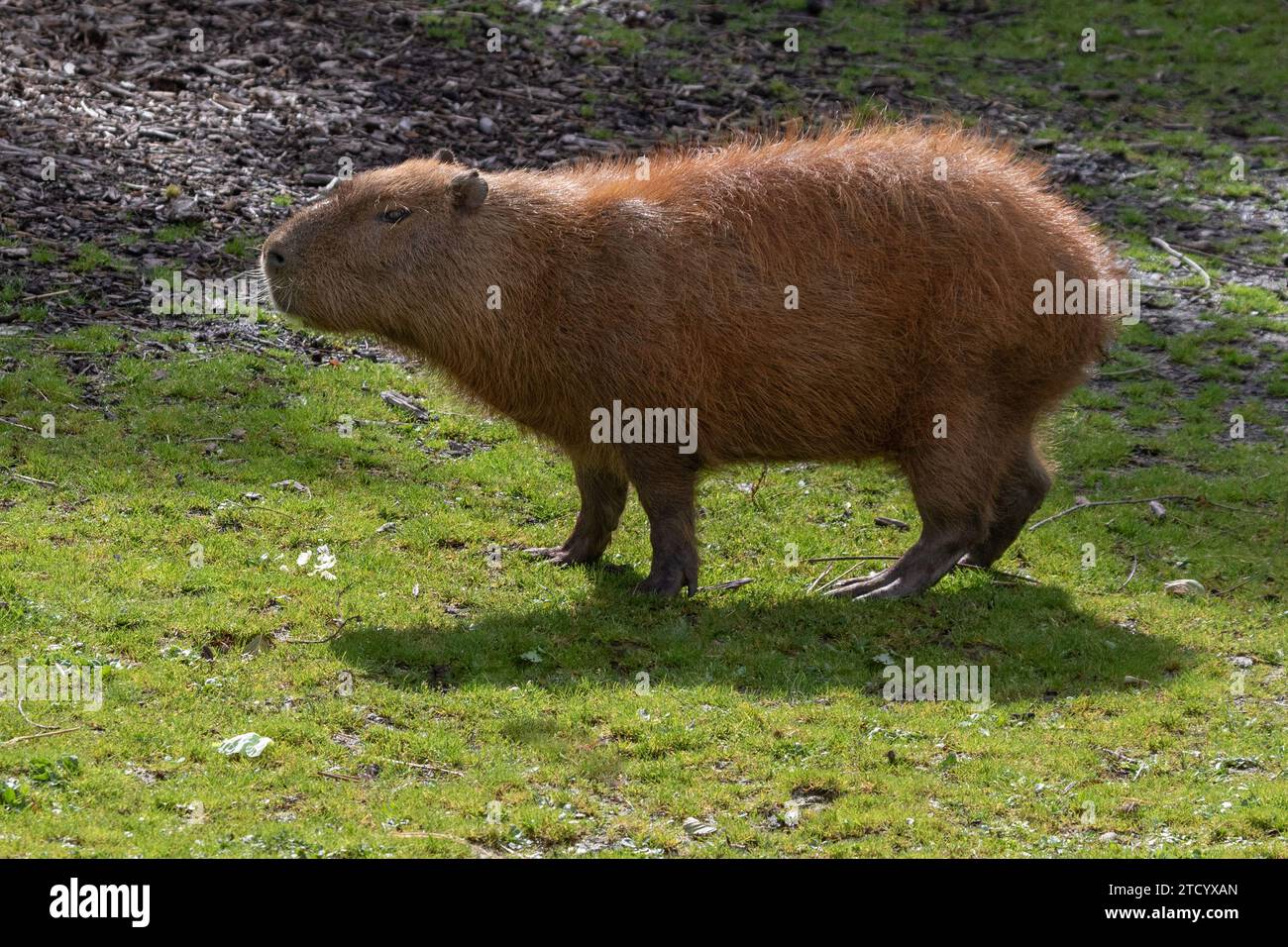 Una fotografia di un capybara. Mostra l'animale completo con spazio per il testo intorno. Questo roditore è il più grande del mondo. È dotata di retroilluminazione. Foto Stock