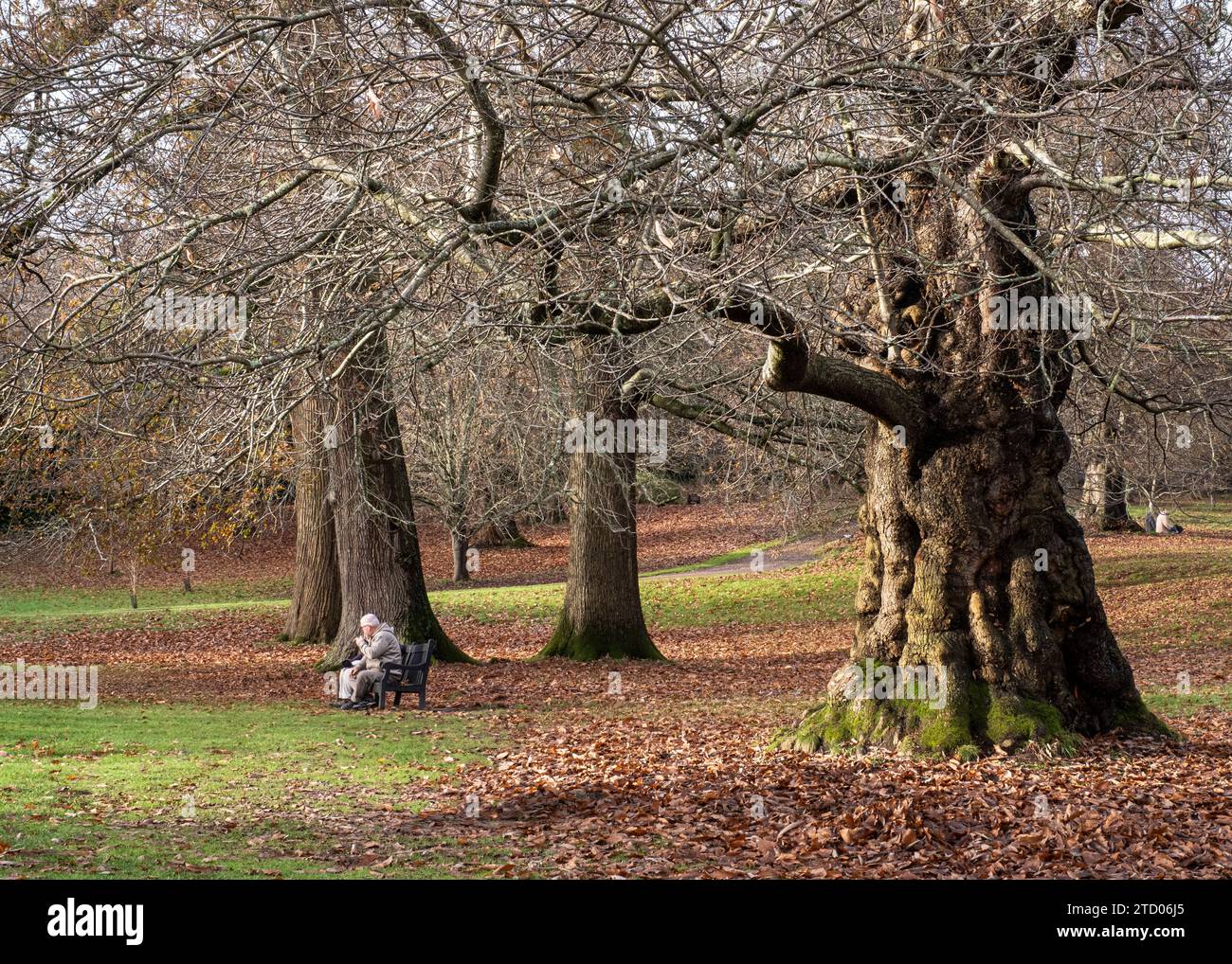 I pensionati siedono in un parco in inverno sotto alberi di bosco maturi al Petworth Park Foto Stock