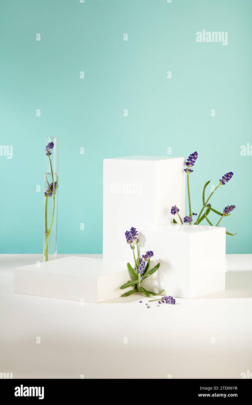 Adornata con podi bianchi alla lavanda su un tavolo bianco con sfondo blu. Piattaforme vuote per presentare prodotti che incarnano la bellezza naturale. La via principale Foto Stock