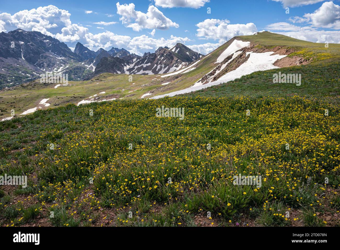 Fiori selvatici in alto su una cresta del Colorado Foto Stock