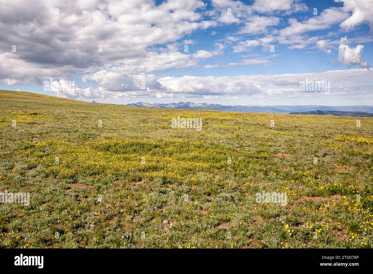 Fiori selvatici nell'Eagles Nest Wilderness, Colorado Foto Stock