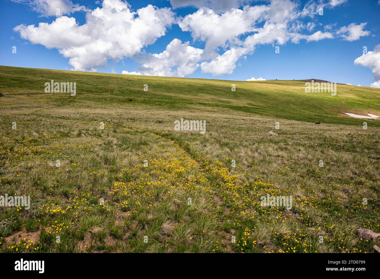 Fiori selvatici nell'Eagles Nest Wilderness, Colorado Foto Stock