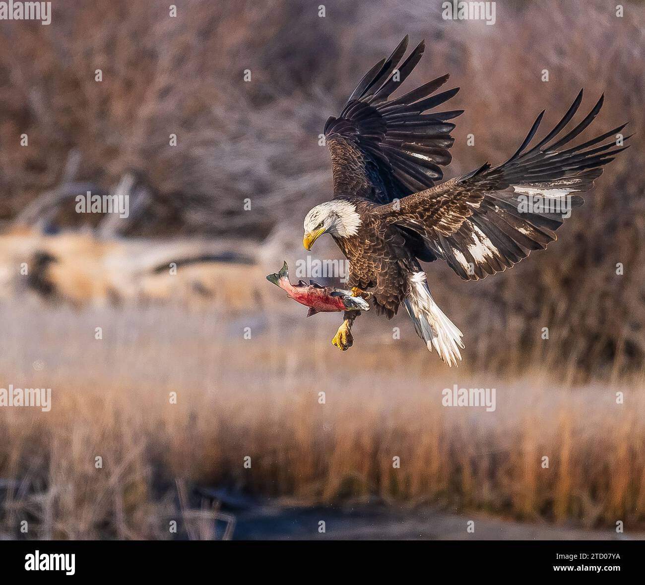 Aquila calva che cattura la sua colazione Foto Stock