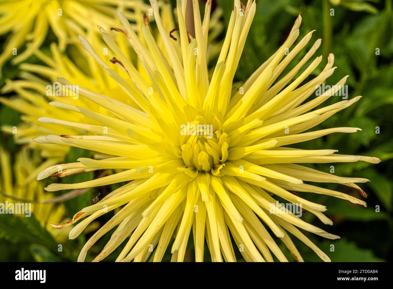 georgina (Dahlia ''Gryson's Yellow Spider', Dahlia Gryson's Yellow Spider), fiore di cactus Dahlia, cultivar Gryson's Yellow Spider Foto Stock