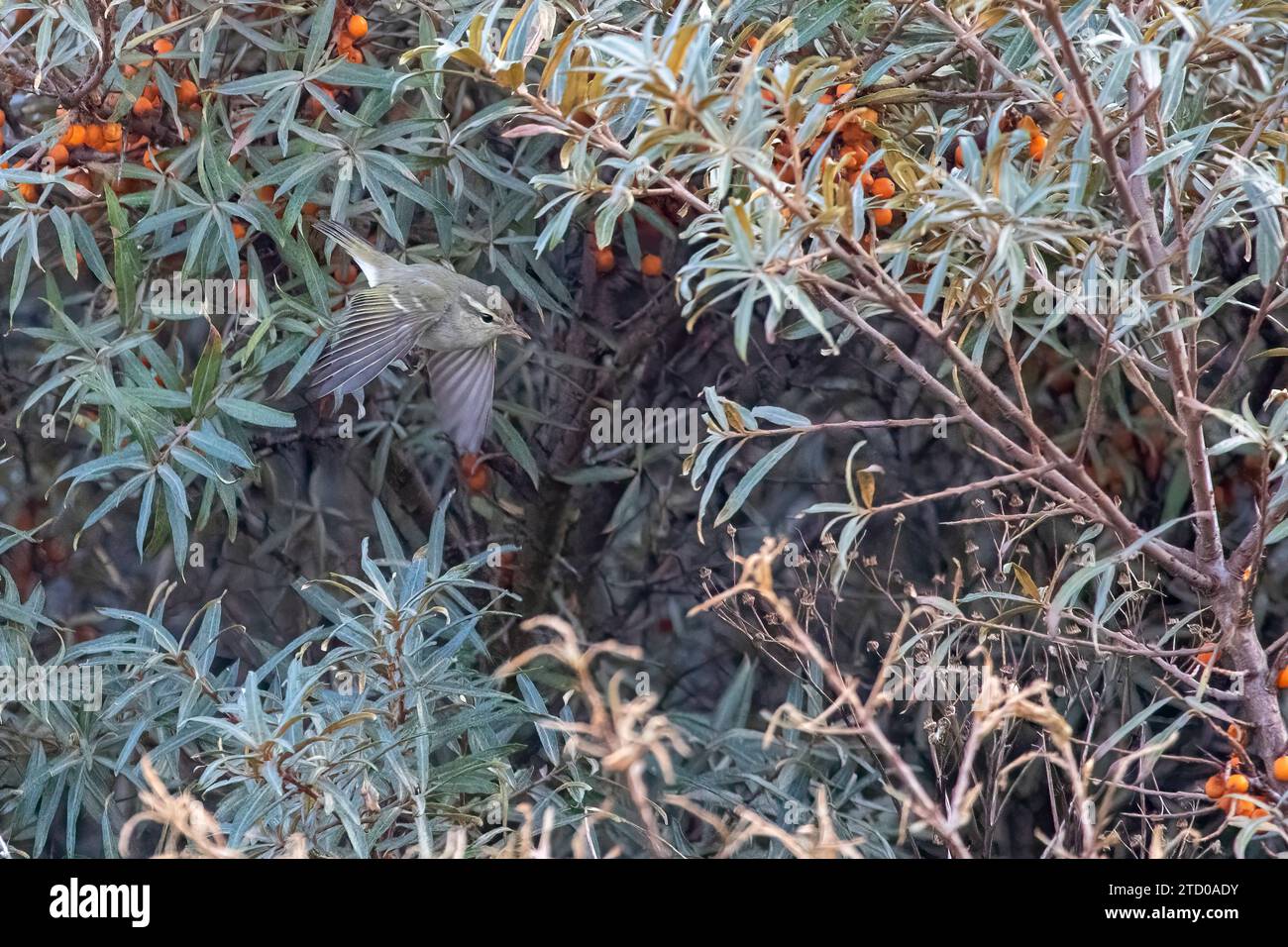 Parula verdastra a due corde (Phylloscopus plumbeitarsus), vola al largo di un spinoso marino con bacche d'arancia, Paesi Bassi, Olanda meridionale, Maasvlakte Foto Stock