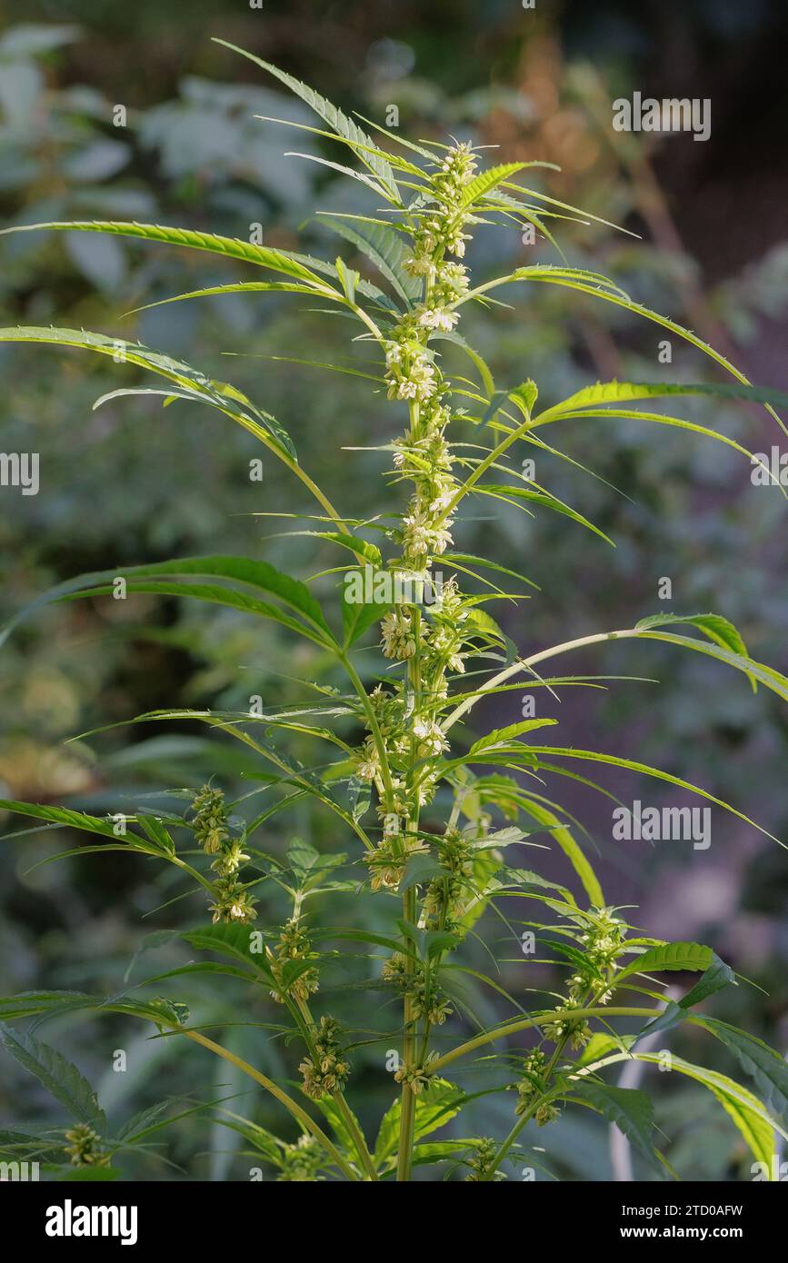Canapa indiana, marijuana, mary jane (Cannabis sativa), pianta maschile fiorita Foto Stock