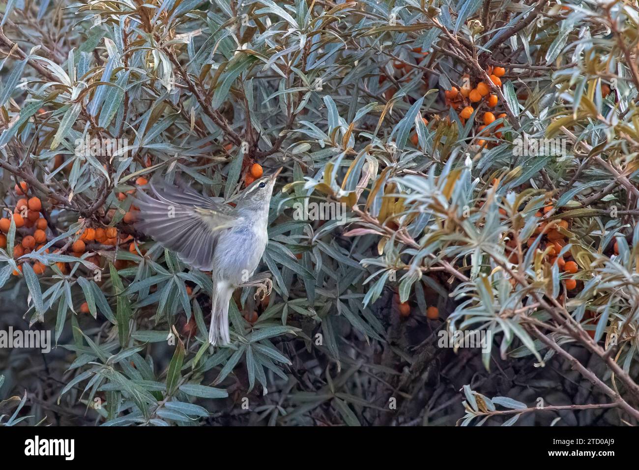 Parula verdastra a due corde (Phylloscopus plumbeitarsus), atterra in un spinoso marino con bacche d'arancia, Paesi Bassi, Olanda meridionale, Maasvlakte Foto Stock