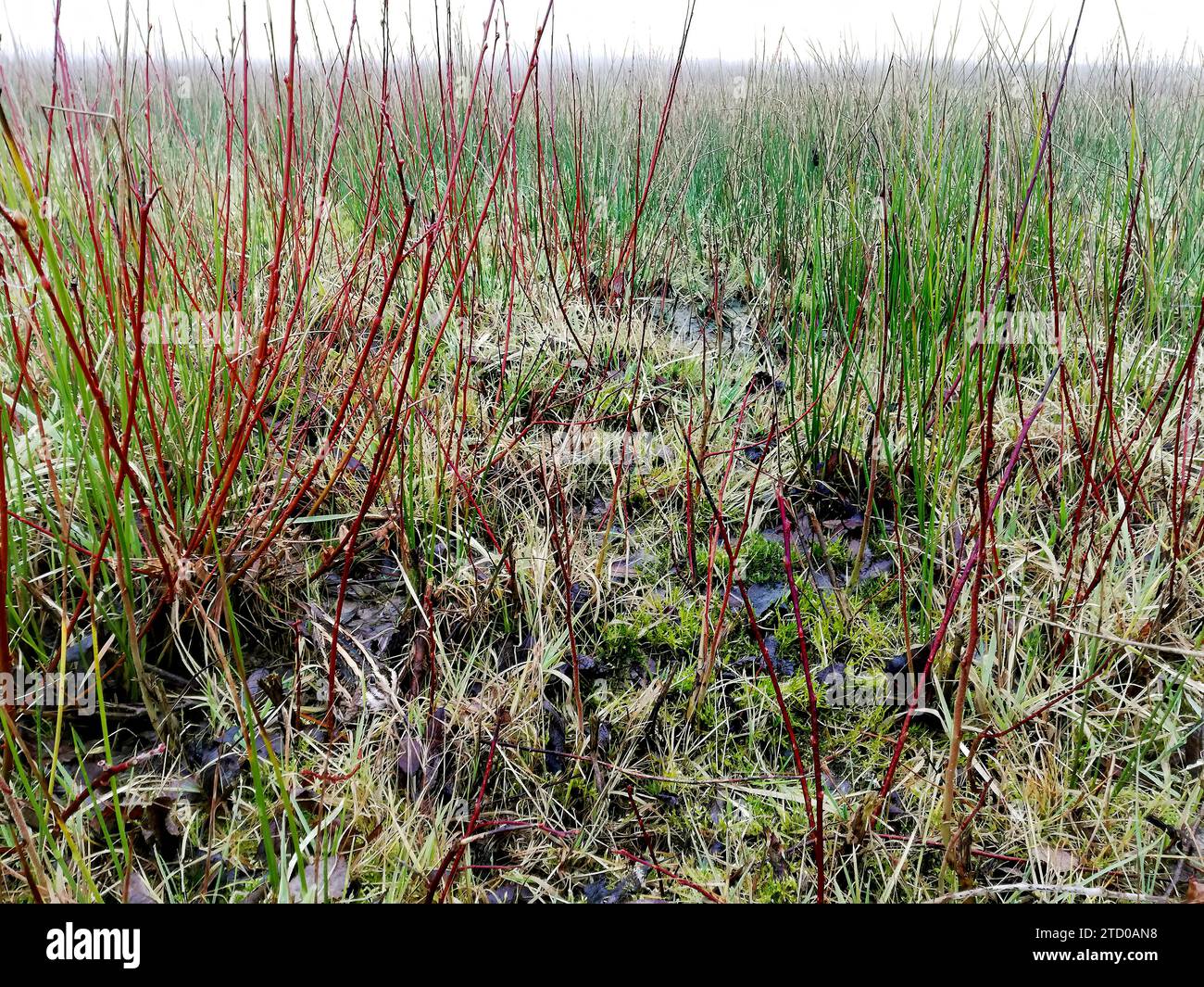 Jack snipe (Lymnocryptes minima, Lymnocryptes minimus), sta prendendo copertura, Paesi Bassi Foto Stock