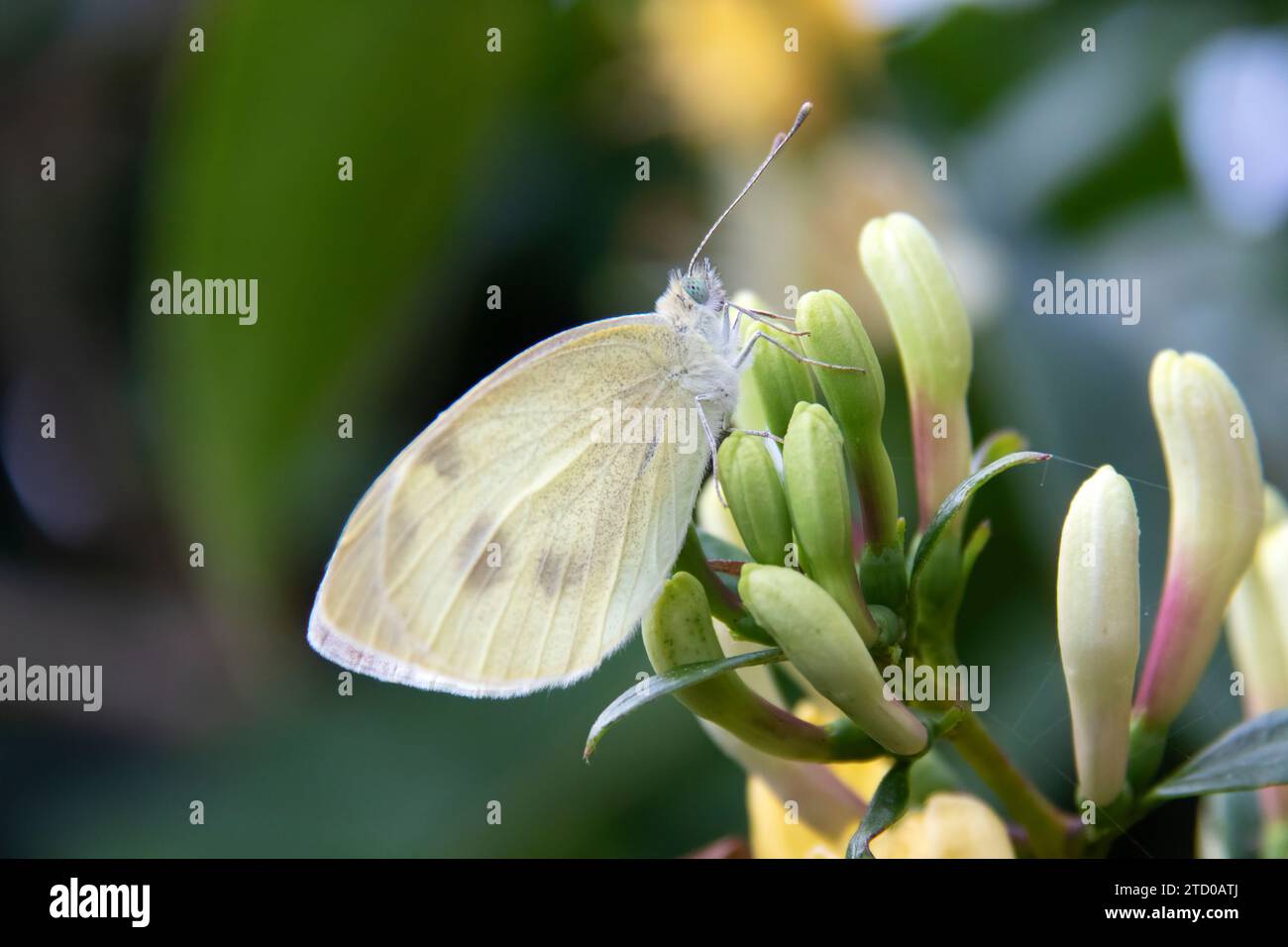 Southern Small White (Pieris mannii), seduto a Lonicera, Paesi Bassi Foto Stock