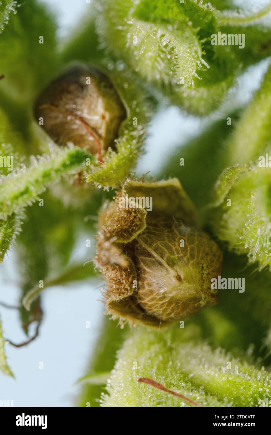 Canapa indiana, marijuana, mary jane (Cannabis sativa), frutta e trichomi resinosi sulle piccole foglie Foto Stock