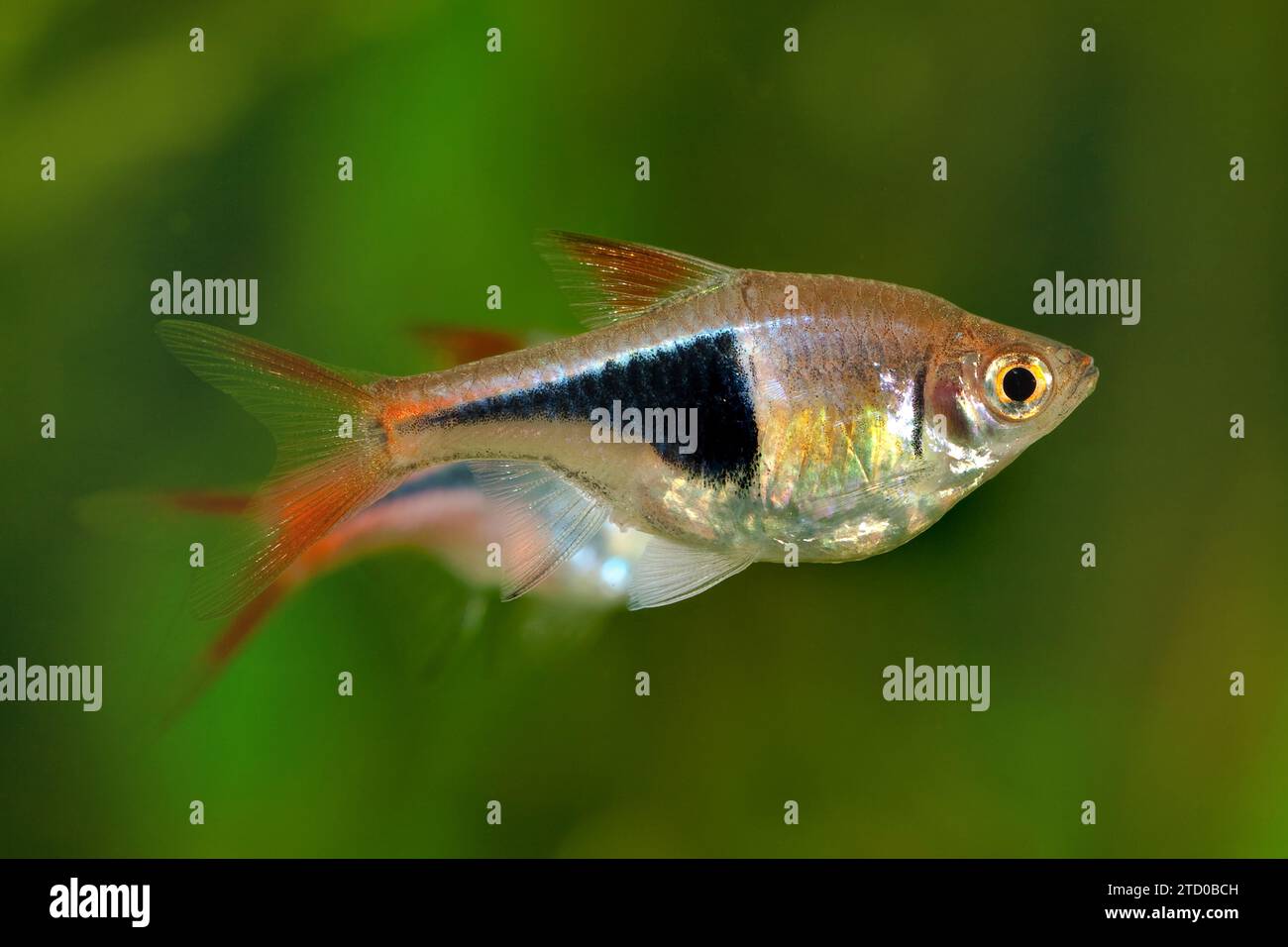 Harlequin Rasbora, Harlequin fish (Trigonostigma heteromorpha, Rasbora heteromorpha), vista laterale Foto Stock