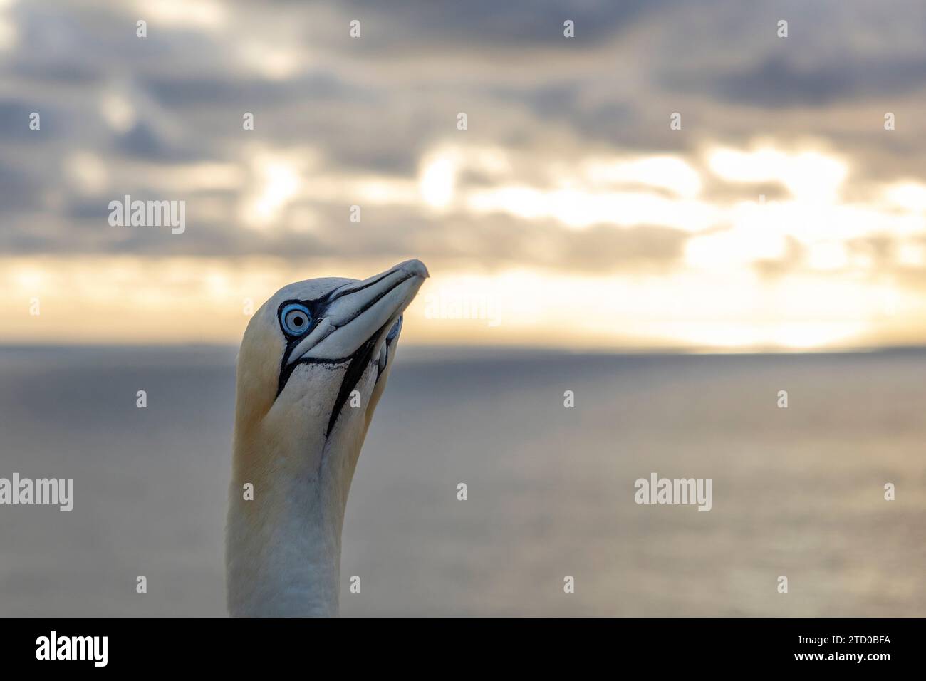 Gannet settentrionale (Sula bassana, Morus bassanus), alla luce serale sulla costa del mare, ritratto, Germania, Schleswig-Holstein, Heligoland Foto Stock