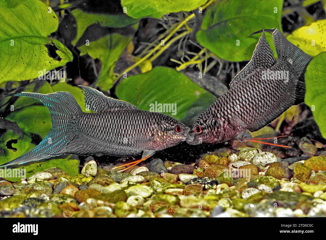 Pesci paracadutisti neri, pesci paradisiaci neri (Macropodus spechti, Macropodus concolor), maschi che combattono la bocca Foto Stock