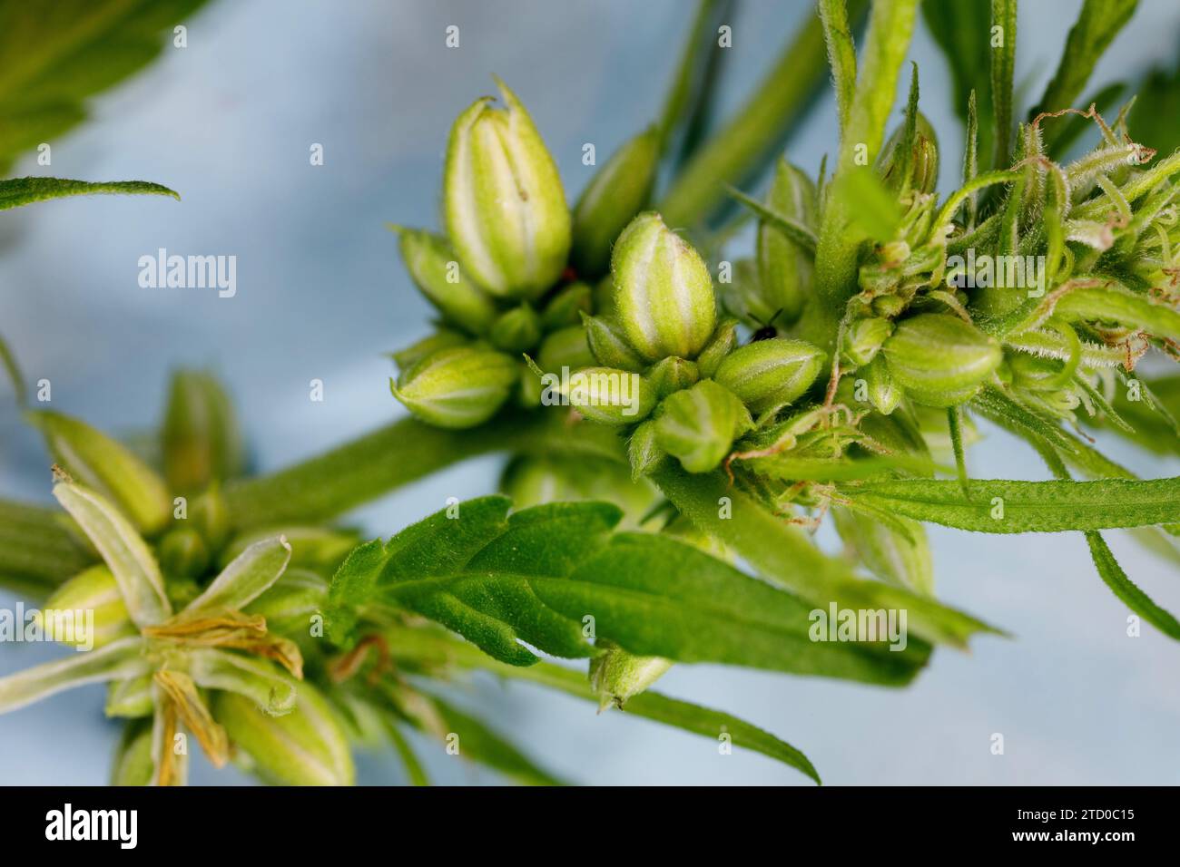 Canapa indiana, marijuana, mary jane (Cannabis sativa), fiori e gemme maschili, primo piano Foto Stock