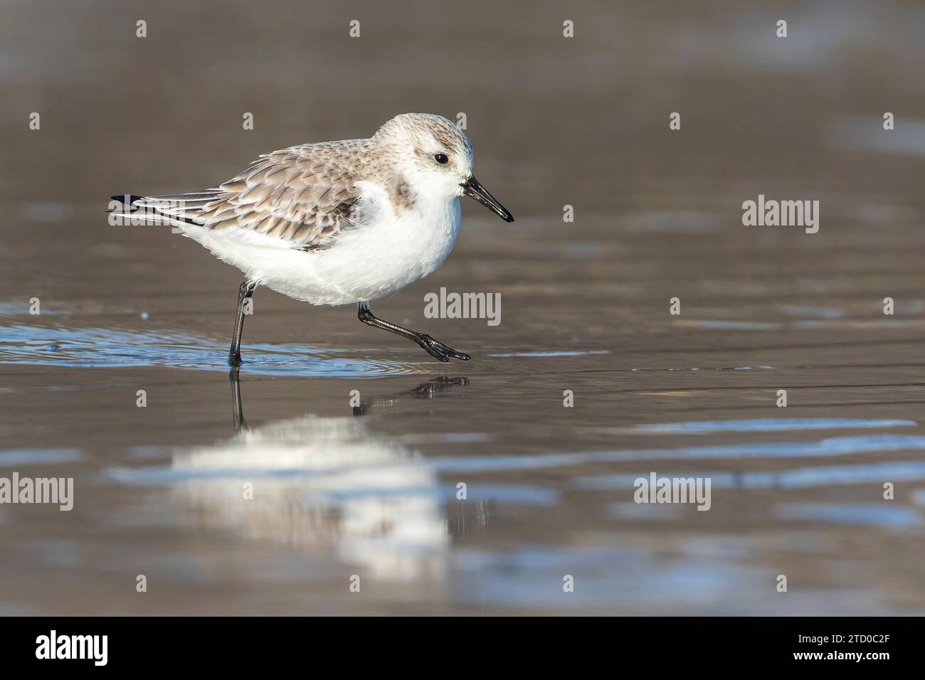 sanderling (Calidris alba), sulla spiaggia del Mare del Nord, Paesi Bassi Foto Stock