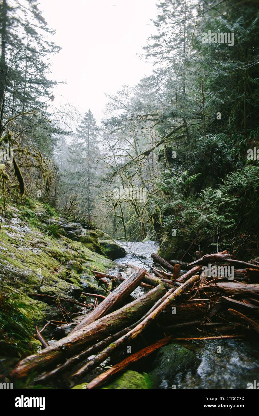 Un paesaggio lussureggiante e nebbioso con rocce mosche e una marmellata naturale di tronchi su un sereno ruscello sull'Isola di Vancouver, Canada. Foto Stock