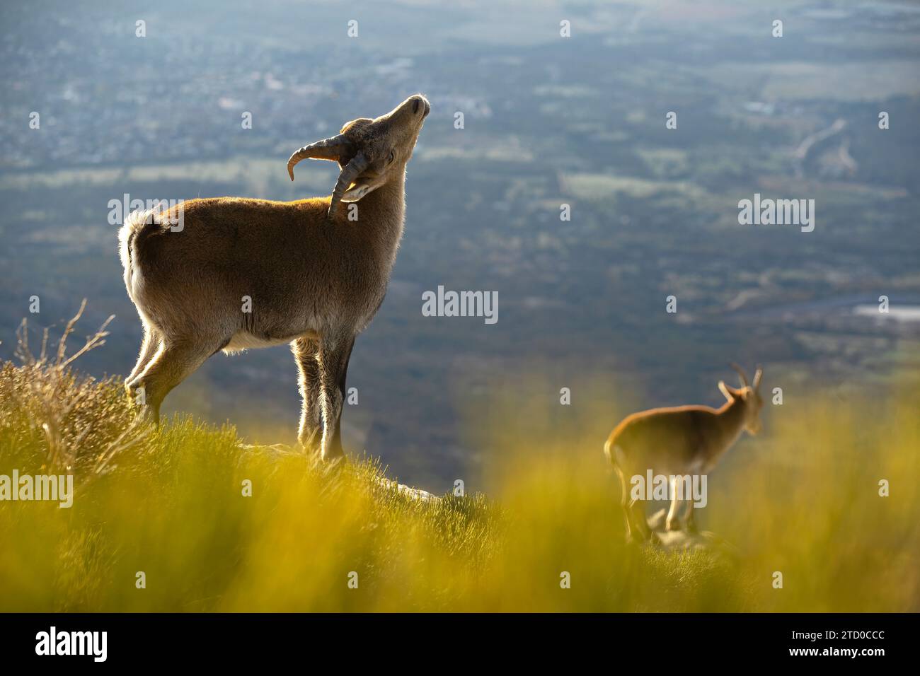 Una capra di montagna e uno stambecco iberico si trovano in natura, con il primo di profilo su uno sfondo morbido che mette in risalto l'ambiente naturale Foto Stock
