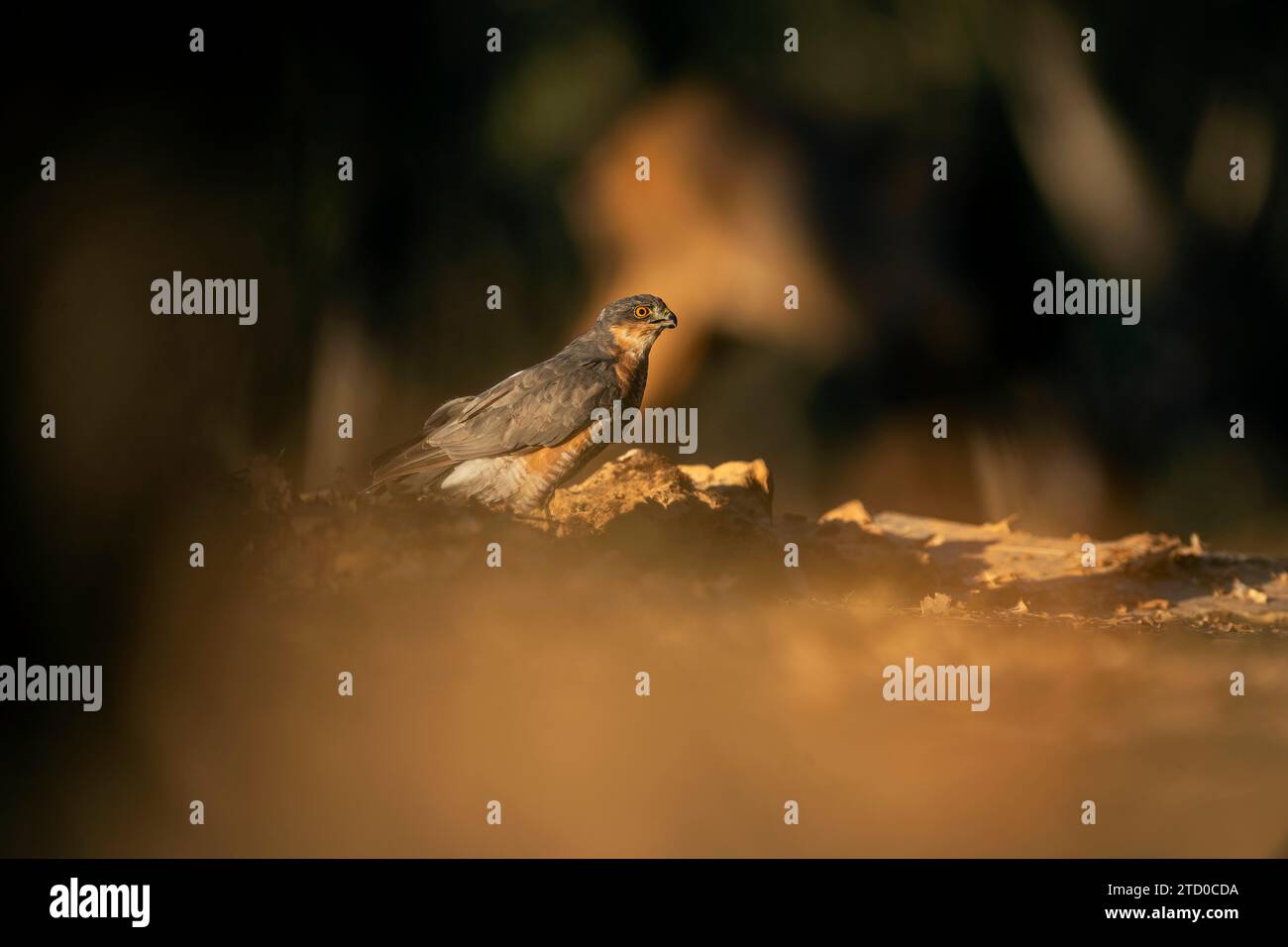 Vista laterale dello Sparrowhawk maschio in piedi a terra crogiolandosi nella luce dorata del tramonto in una foresta di querce del Mediterraneo Foto Stock