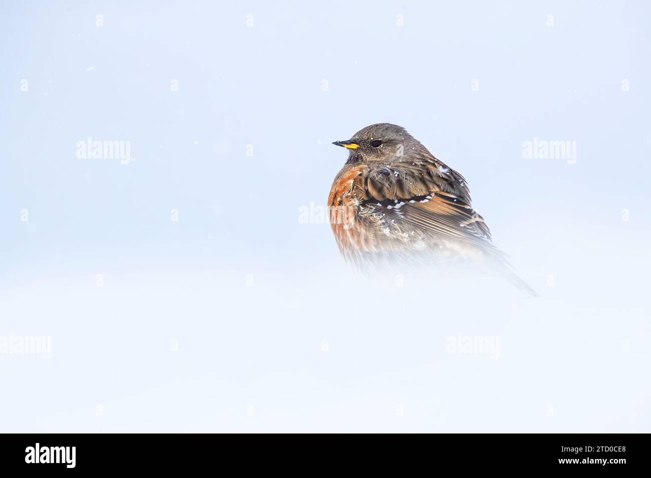 Un solitario accento alpino resiste alle dure e nevose condizioni delle Alpi svizzere, che testimoniano la resilienza di fronte al freddo. Foto Stock