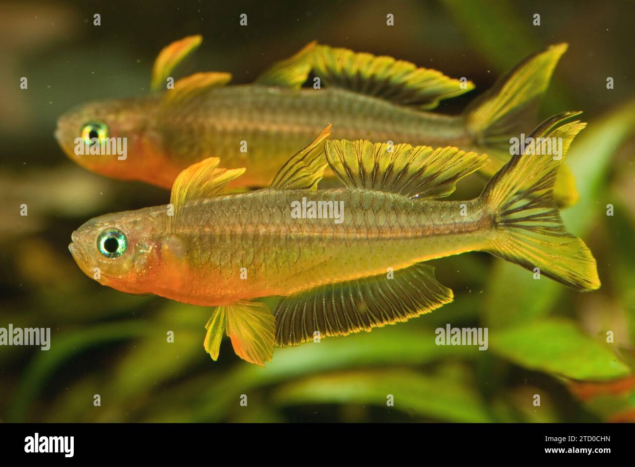 Pesce arcobaleno a coda forata (Pseudomugil furcatus, Popondichthys furcatus), due maschi rivali, vista laterale Foto Stock