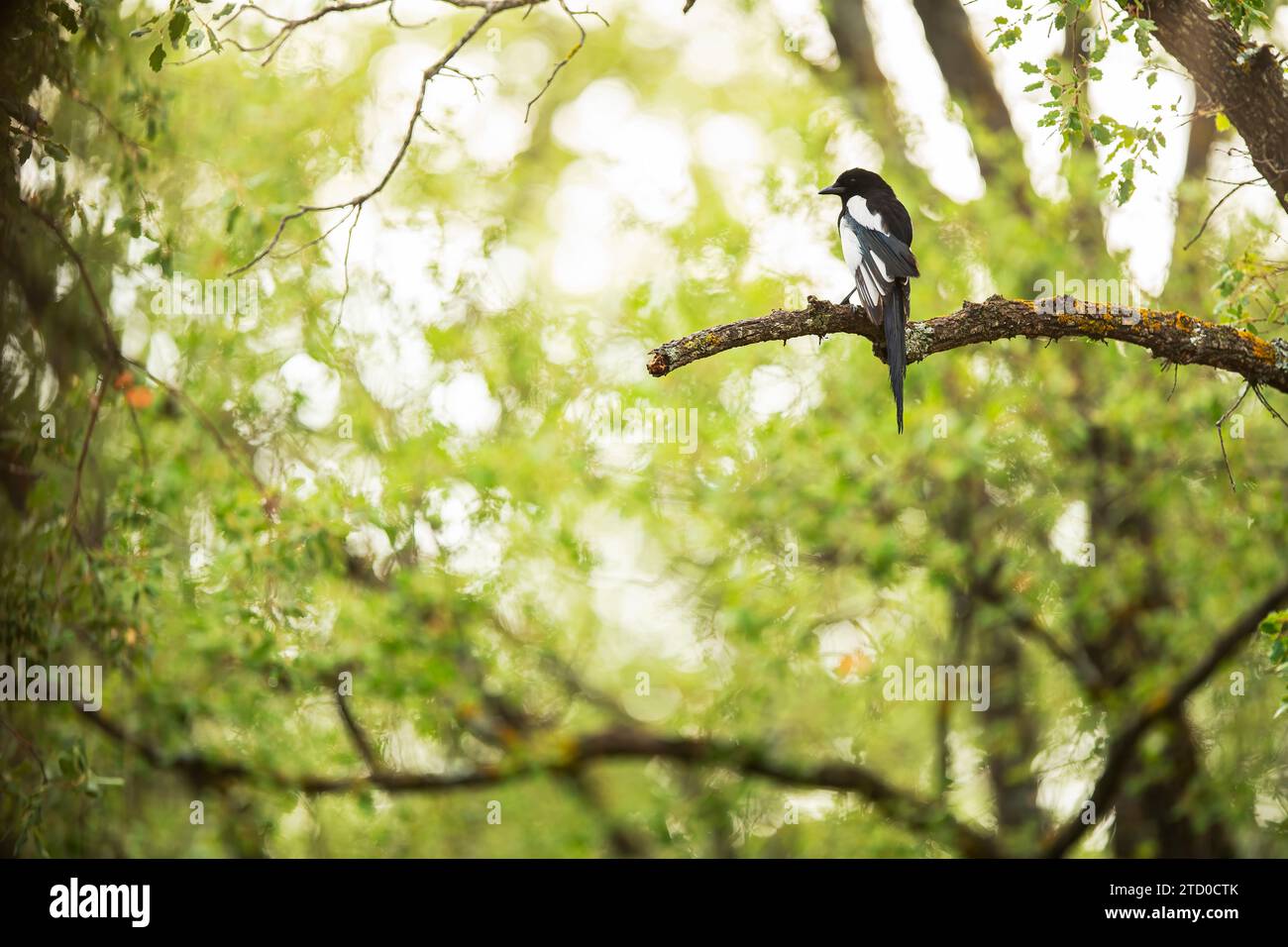 Una magpie serena si trova tranquillamente su un ramo di muschio, in mezzo a una sfocatura di foglie verdi in una fitta e tranquilla foresta. Foto Stock