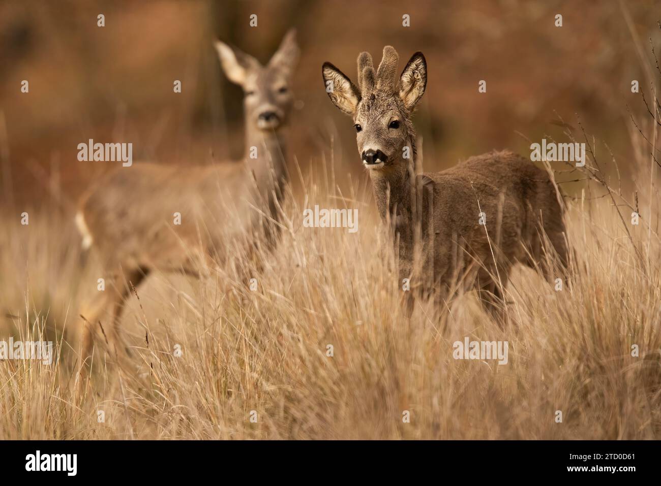 Un paio di caprioli, uno rivolto in avanti, si fonde nelle tonalità dorate dell'erba alta e secca in un ambiente naturale, mostrando la fauna selvatica nella sua abitudine Foto Stock