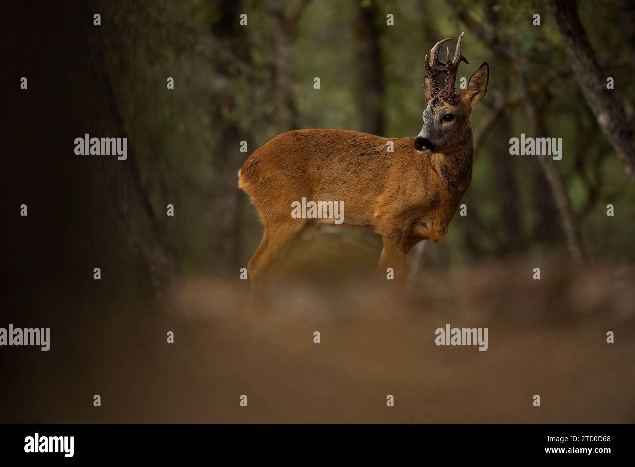 Un capriolo si erge in allerta nella tranquillità di una foresta, mostrando la sua bellezza naturale. Foto Stock