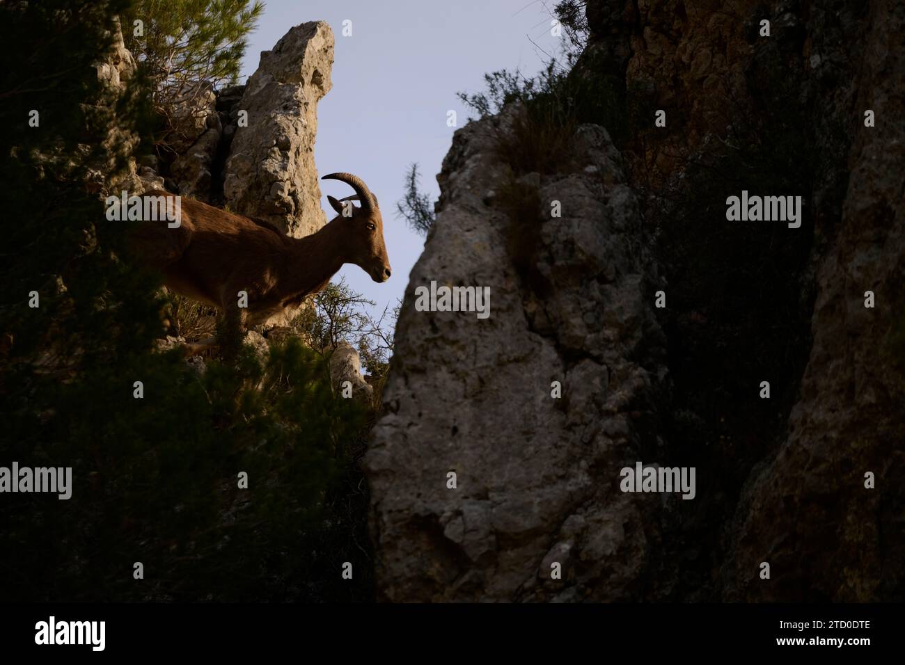 Una pecora barbaresca, Ammotragus lervia, è raffigurata sapientemente muoversi attraverso un'aspra area montuosa, mostrando la sua agilità di arrampicata tra le rocce Foto Stock