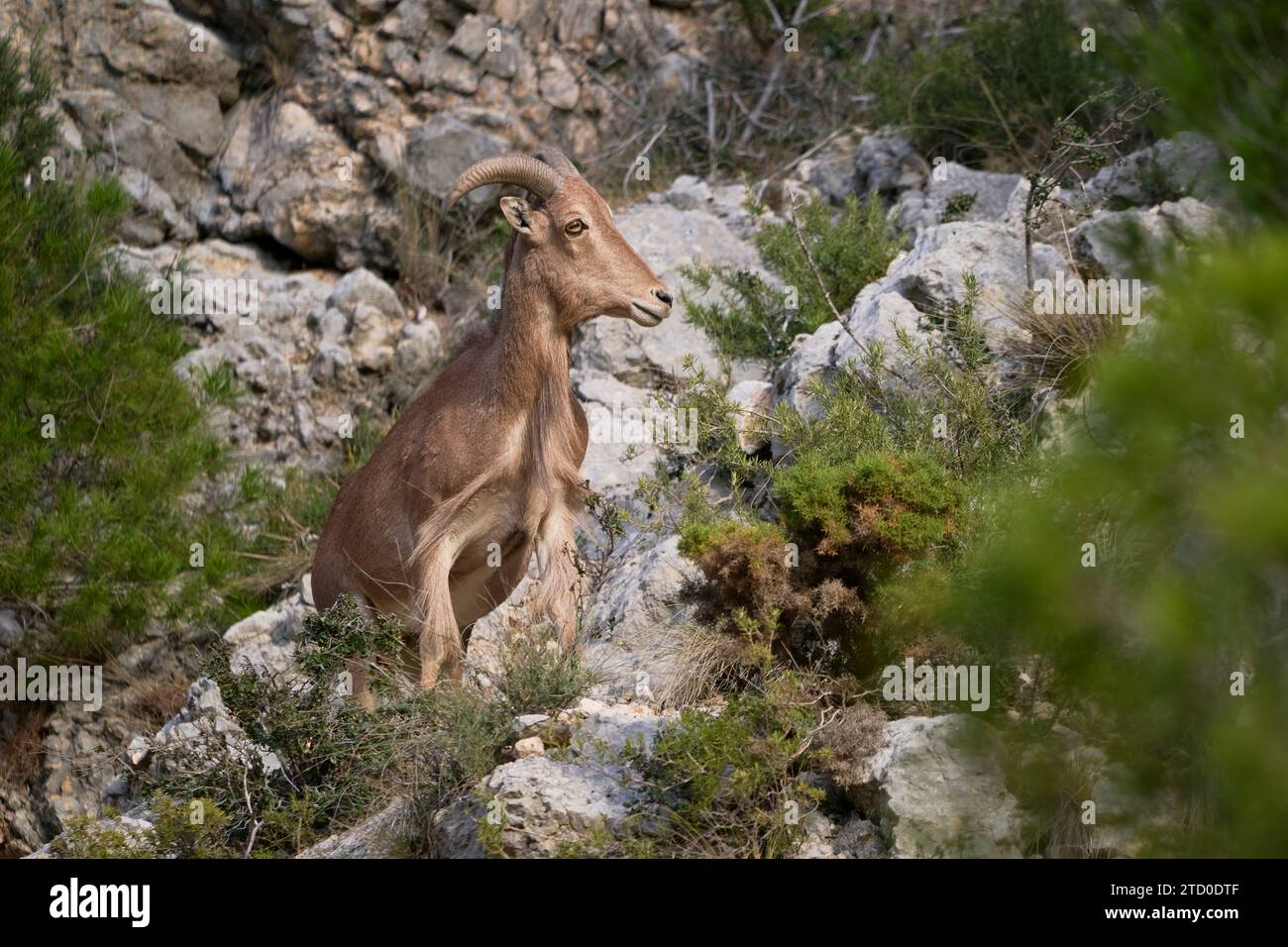 Una pecora barbaresca si erge su un terreno roccioso, mescolandosi all'habitat naturale con il suo manto marrone. Foto Stock