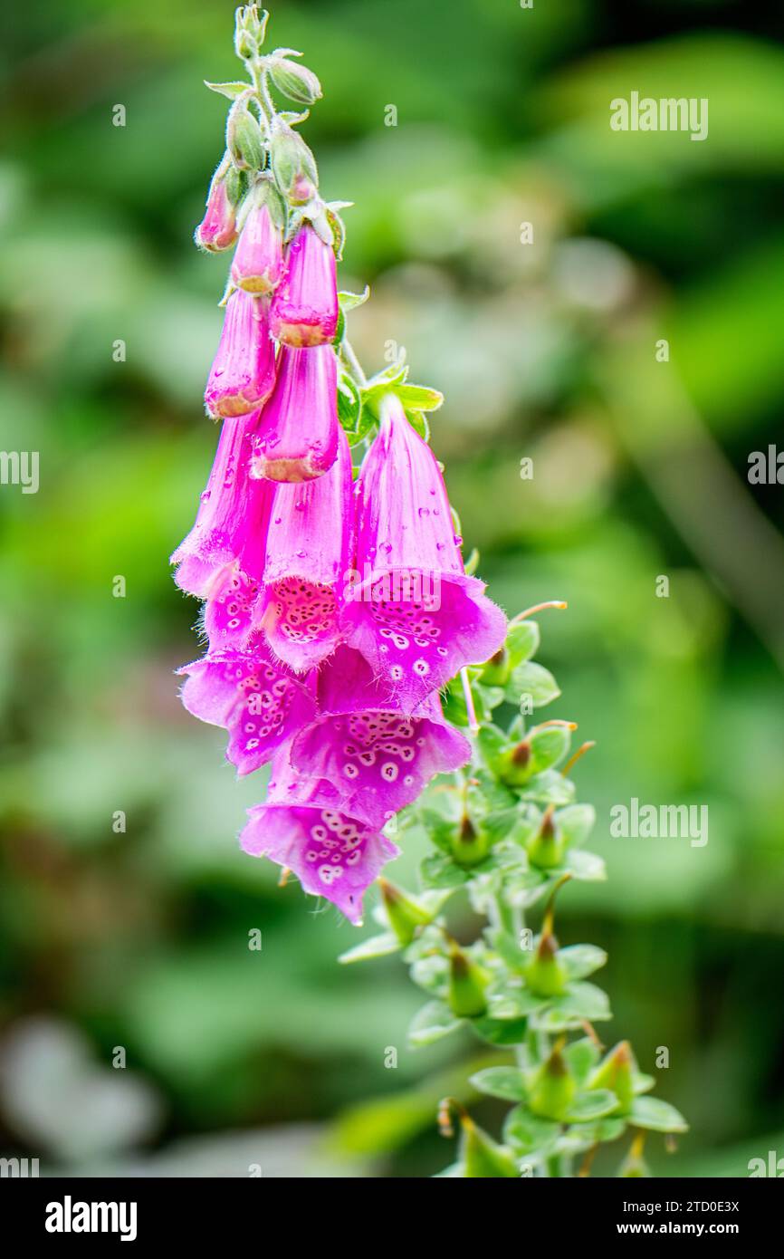 Uno scatto ravvicinato ha catturato la delicata bellezza dei fiori foxglove rosa brillante con gocce di rugiada su uno sfondo verde tenue. Digitalis purpurea Foto Stock