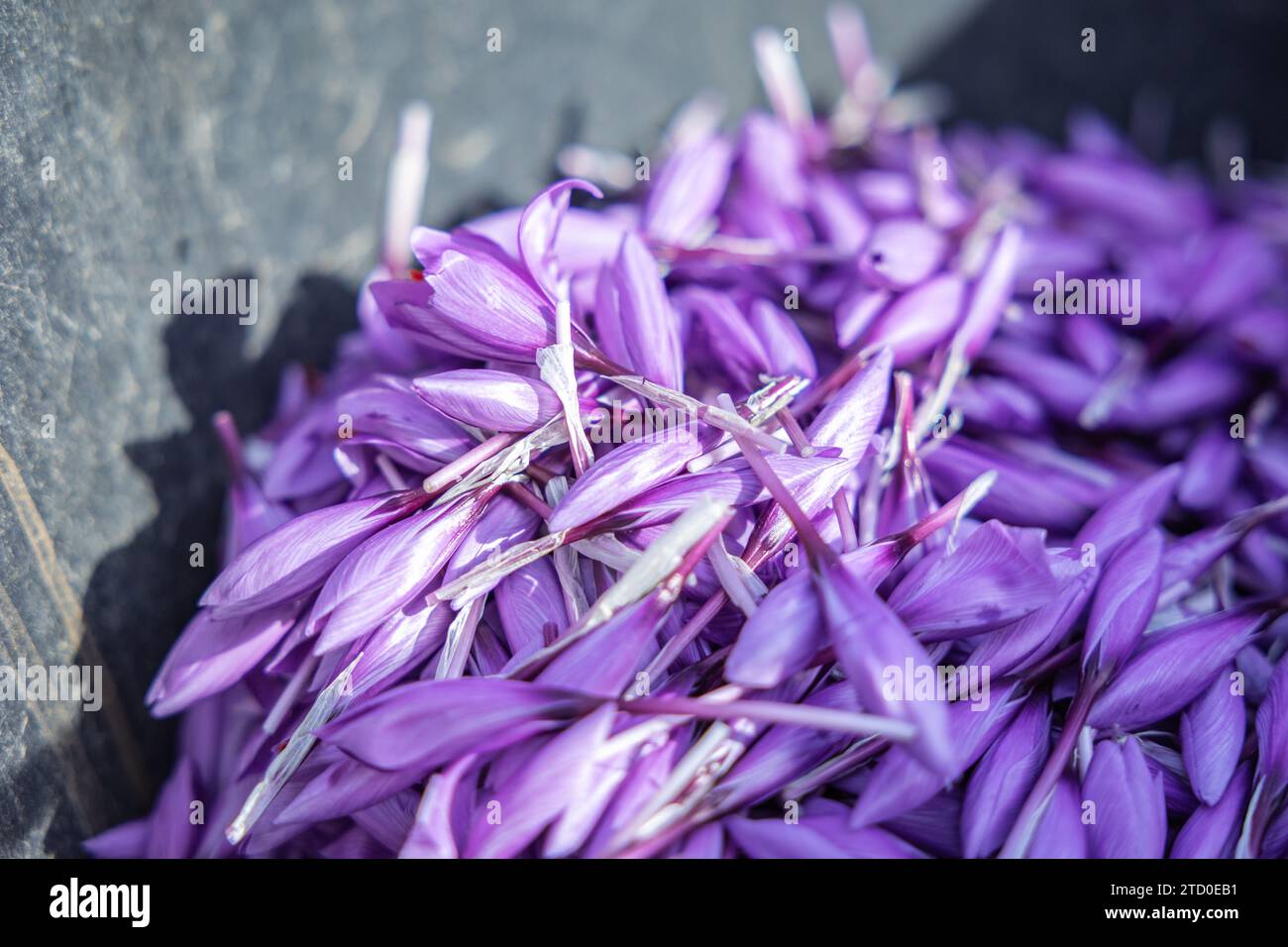 Sopra una pila di petali di zafferano appena raccolti appoggiati su una superficie di ardesia scura, che mostrano le vivaci sfumature viola e la delicata consistenza delle spugne Foto Stock
