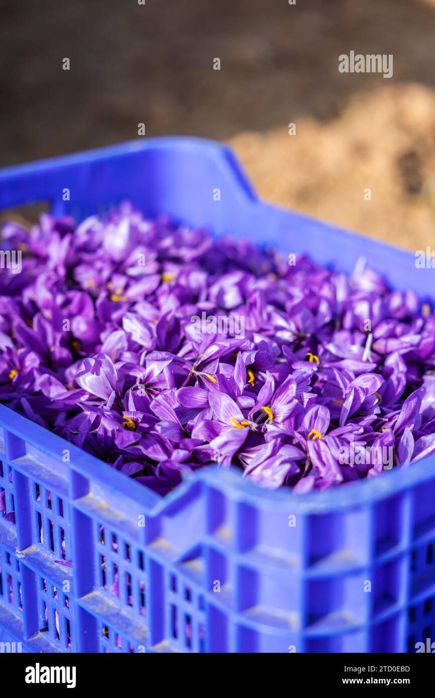 Una cassa di plastica blu brillante con fiori di zafferano appena raccolti, in contrasto con lo sfondo terroso, pronta per la lavorazione delle spezie Foto Stock
