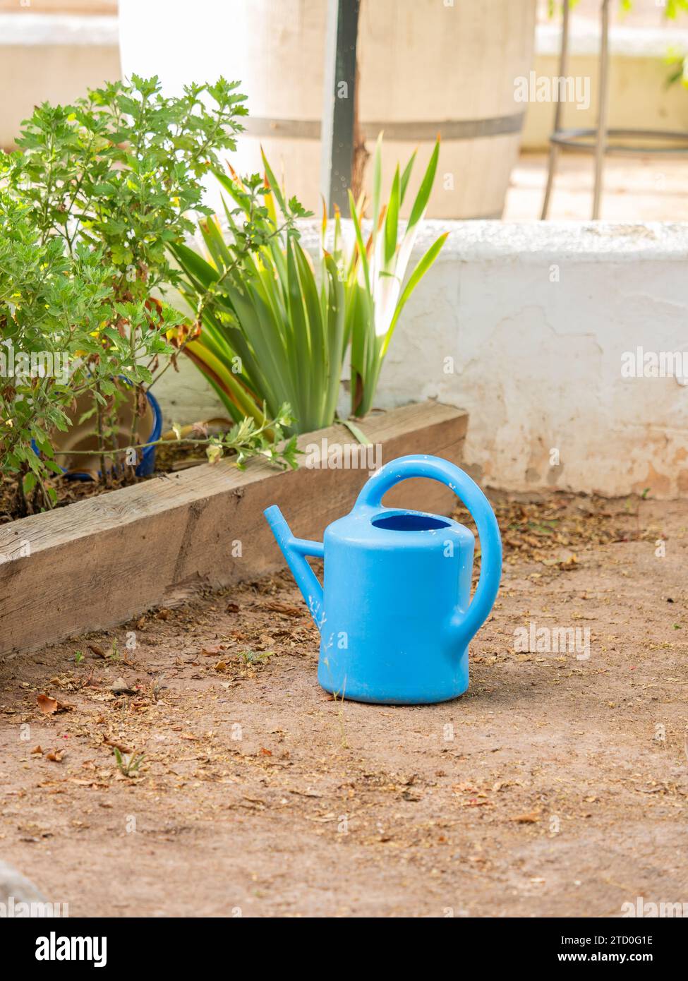 Lattina di plastica blu per innaffiare sul terreno da piante fresche che crescono con parete di contenimento in giardino Foto Stock