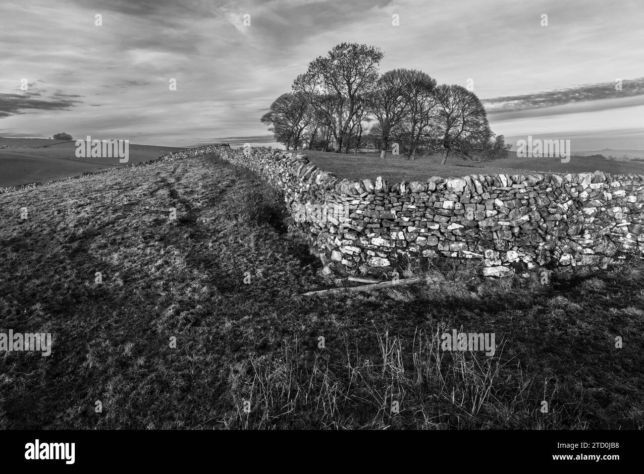 Un muro di pietra a secco e un boschetto di alberi di sicomoro - una tipica scena del White Peak a Thorpe Pasture, Peak District National Park, Derbyshire, Inghilterra Foto Stock