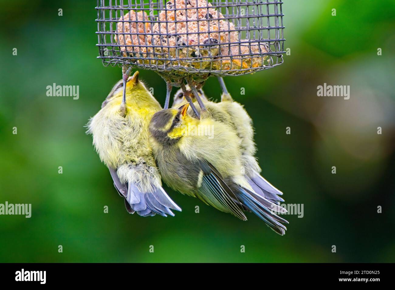 Giovani tette blu che imparano a mangiare da un alimentatore di uccelli da giardino Foto Stock