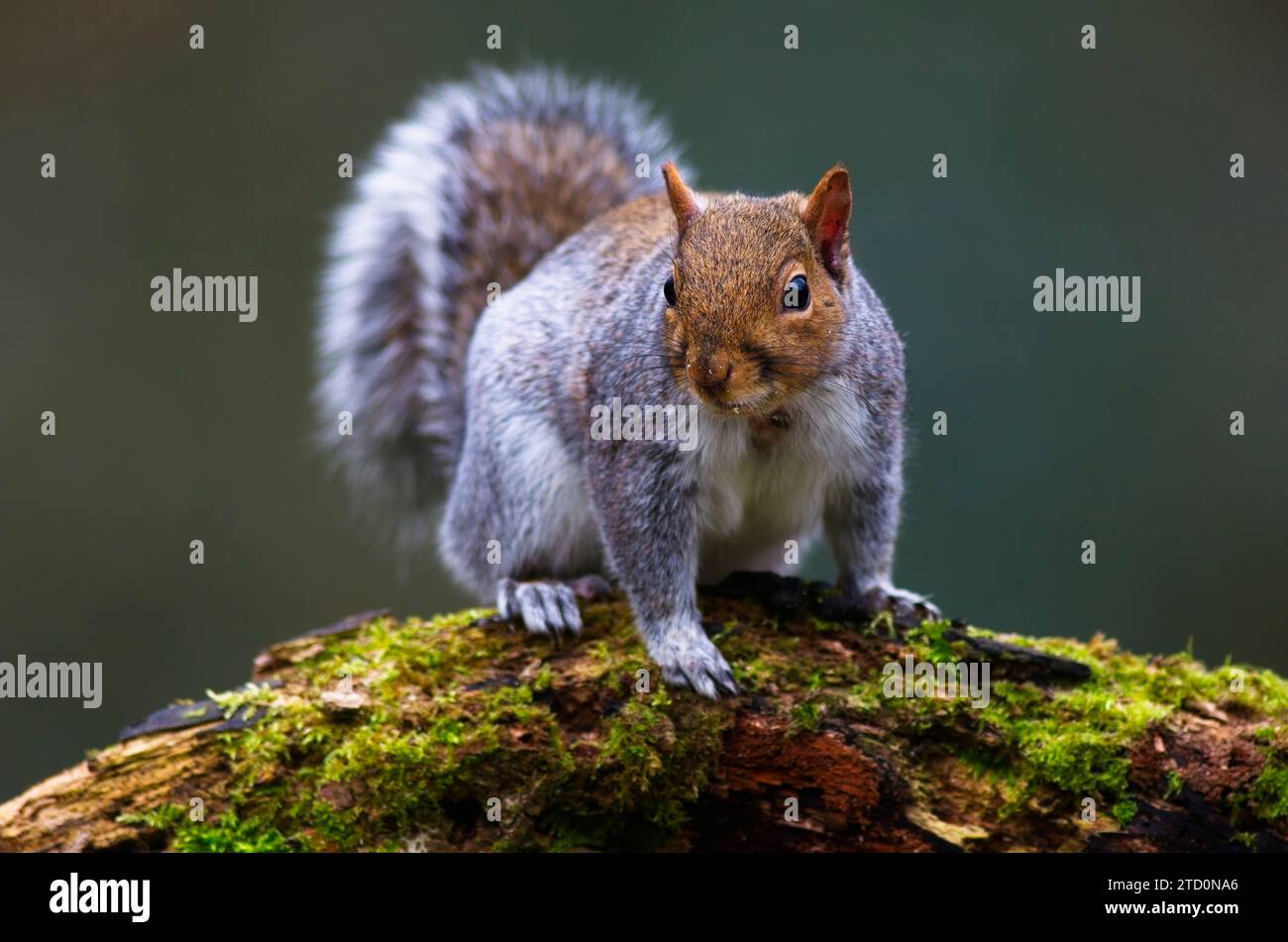 Grey Squirrel su un tronco di muschio Foto Stock