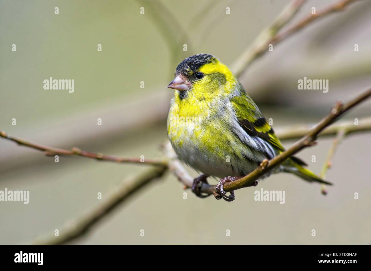 Siskin maschio arroccato su un ramo di Willow Foto Stock