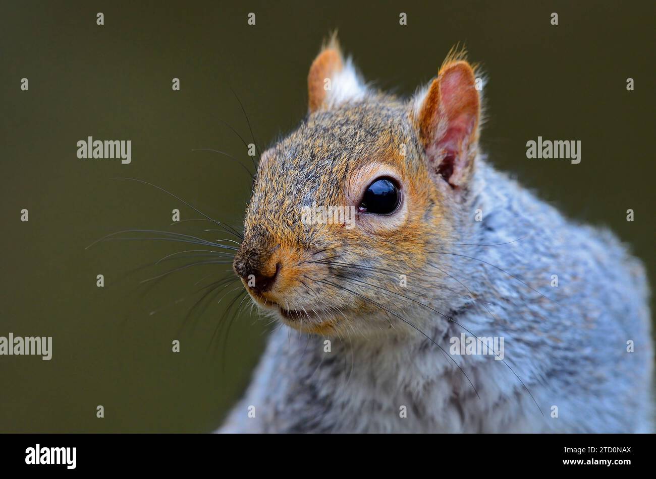 In prossimità di uno scoiattolo grigio Foto Stock