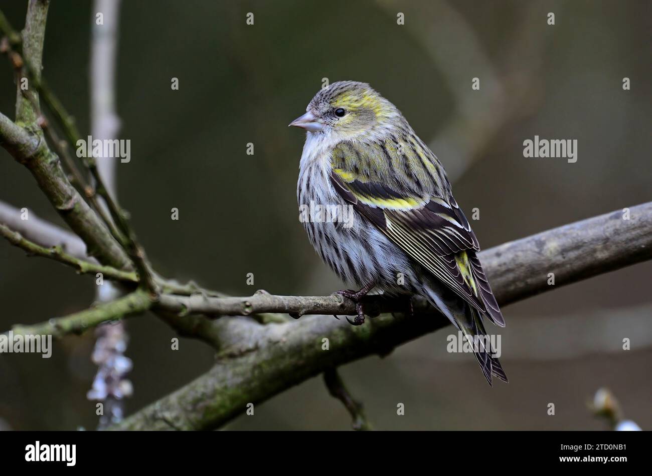 Siskin femmina arroccato sul ramo di Willow Foto Stock