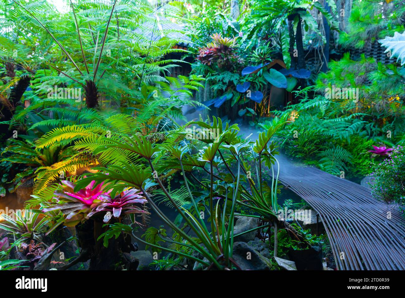 Giardino tropicale scuro con nebbia mattutina Foto Stock