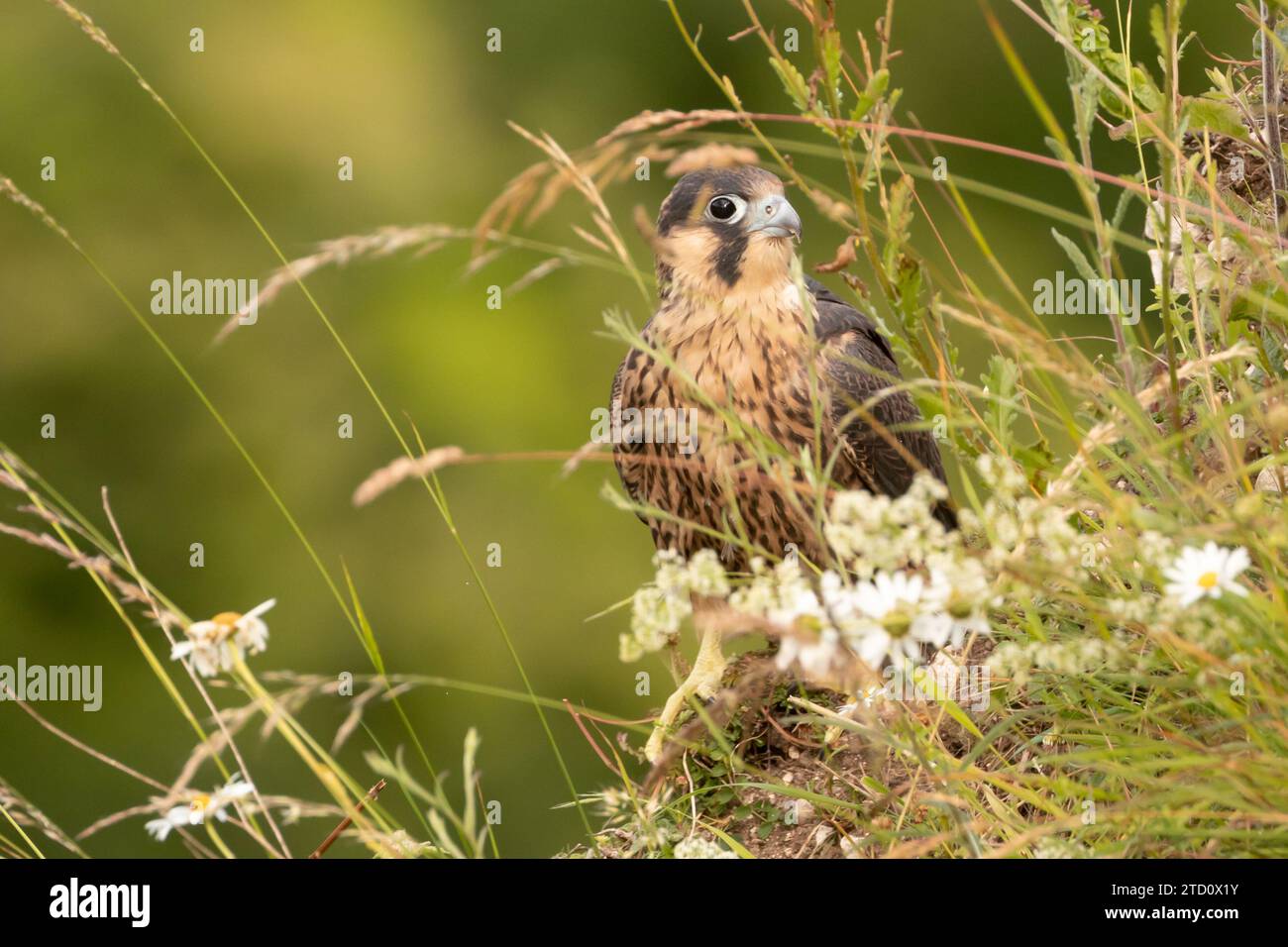 Peregrine (Falco peregrinus), in via di esordio. Sussex, Regno Unito. Foto Stock