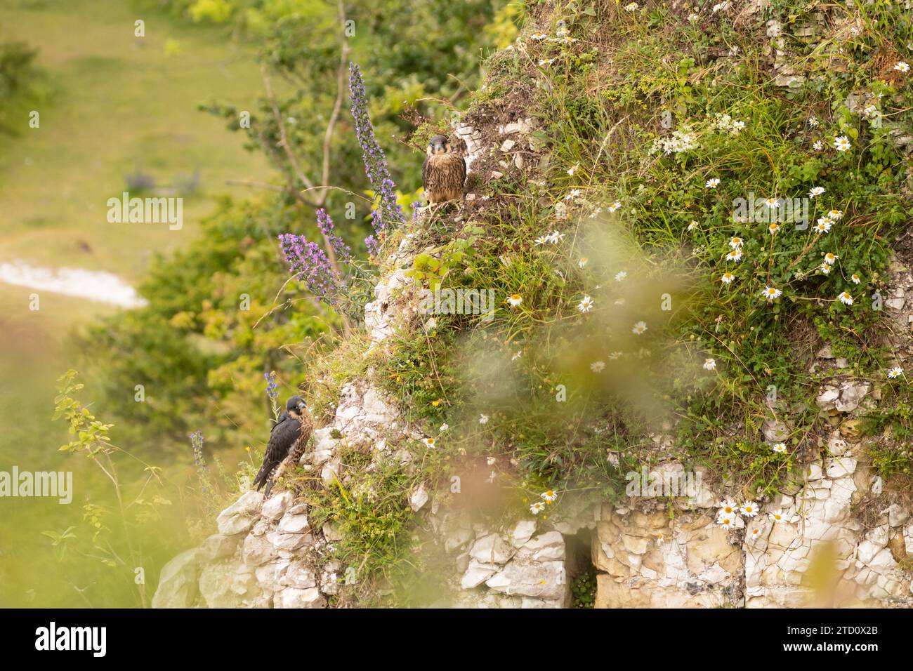 Peregrine (Falco peregrinus), in via di esordio. Sussex, Regno Unito. Foto Stock