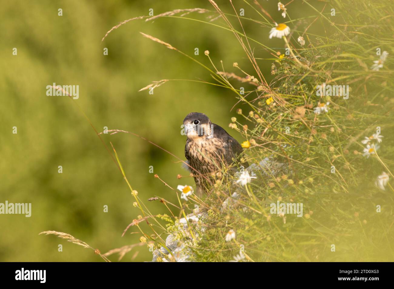 Peregrine (Falco peregrinus). Sussex, Regno Unito. Foto Stock