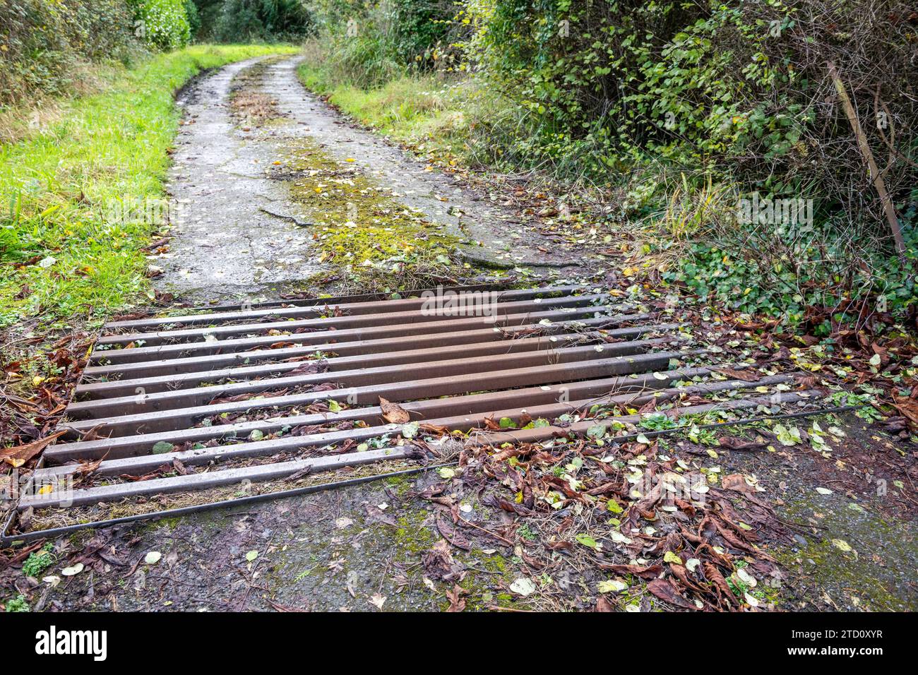 Griglia del bestiame su una strada privata in Irlanda. Foto Stock
